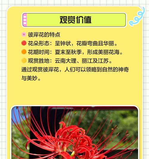 什么花象征和平？揭秘和平花语背后的含义？
