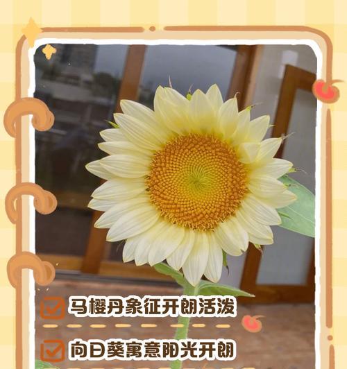 什么花象征和平？揭秘和平花语背后的含义？