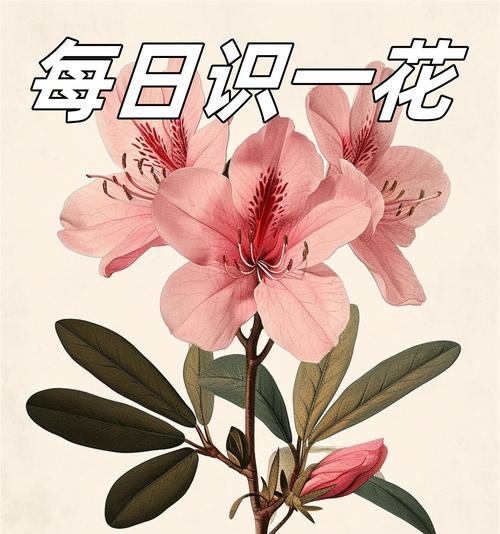守护情绪的花语是什么？如何通过花朵表达情感？