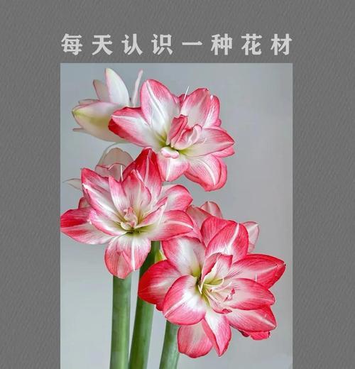 朱顶红花语是什么？了解朱顶红的象征意义和花语含义？