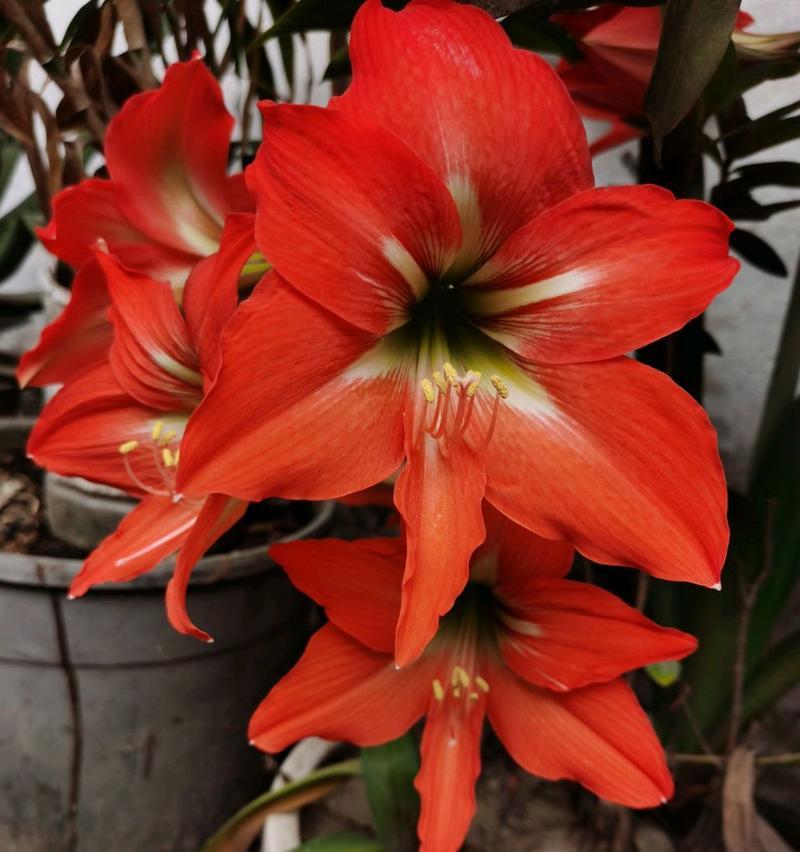 朱顶红花语是什么？了解朱顶红的象征意义和花语含义？