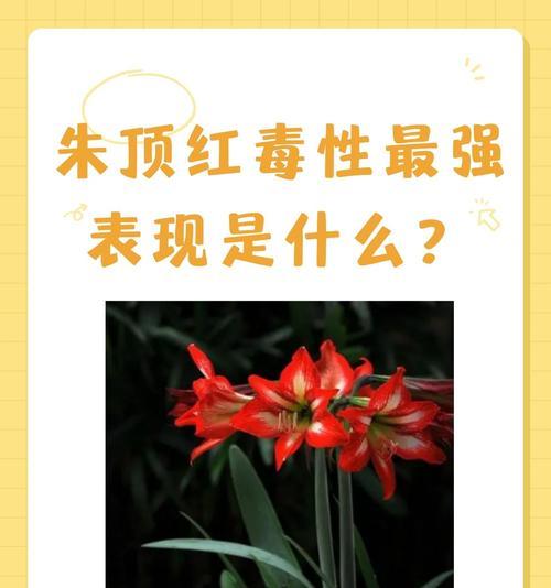 朱顶红花语是什么？了解朱顶红的象征意义和花语含义？