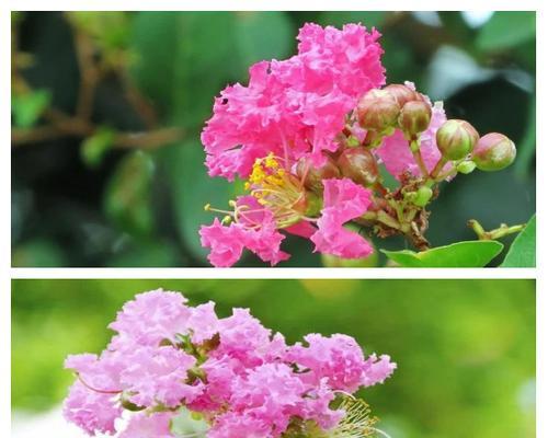 什么花代表稳重的爱？哪种花卉最能表达深沉的情感？