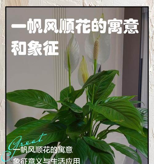贺年花的寓意与象征是什么？春节送花有哪些讲究？