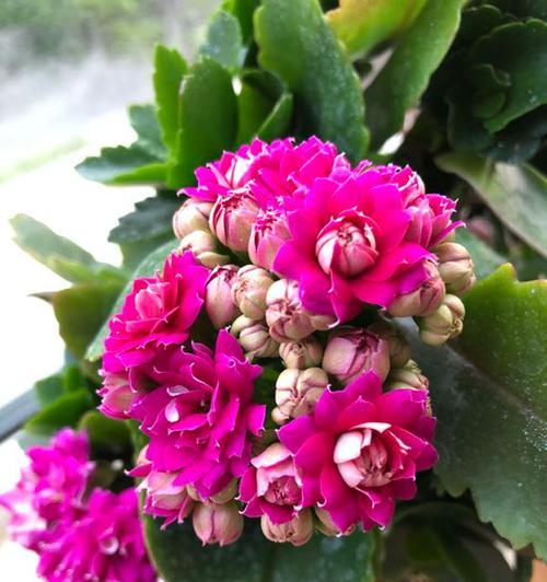 象征三公的花是什么花？这种花的含义和特点是什么？