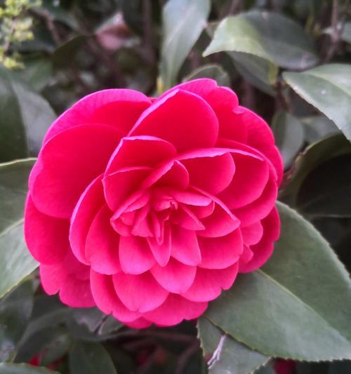 象征三公的花是什么花？这种花的含义和特点是什么？