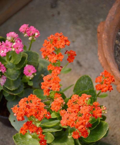象征三公的花是什么花？这种花的含义和特点是什么？