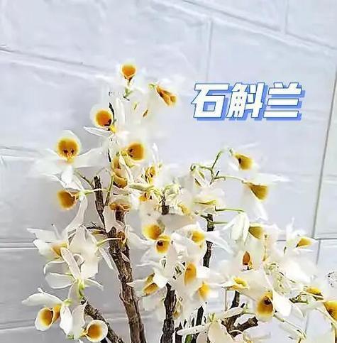 父亲节送什么象征发财的花？哪种花卉寓意富贵吉祥？