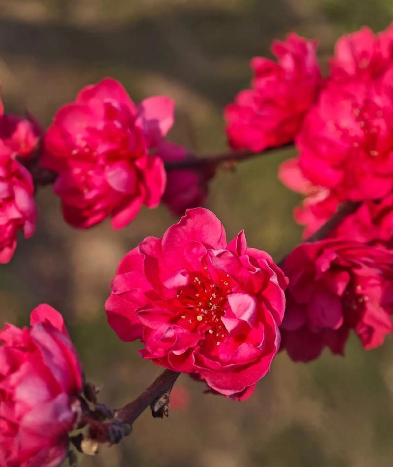 象征照亮老人的花是什么花？这种花的花语和象征意义是什么？