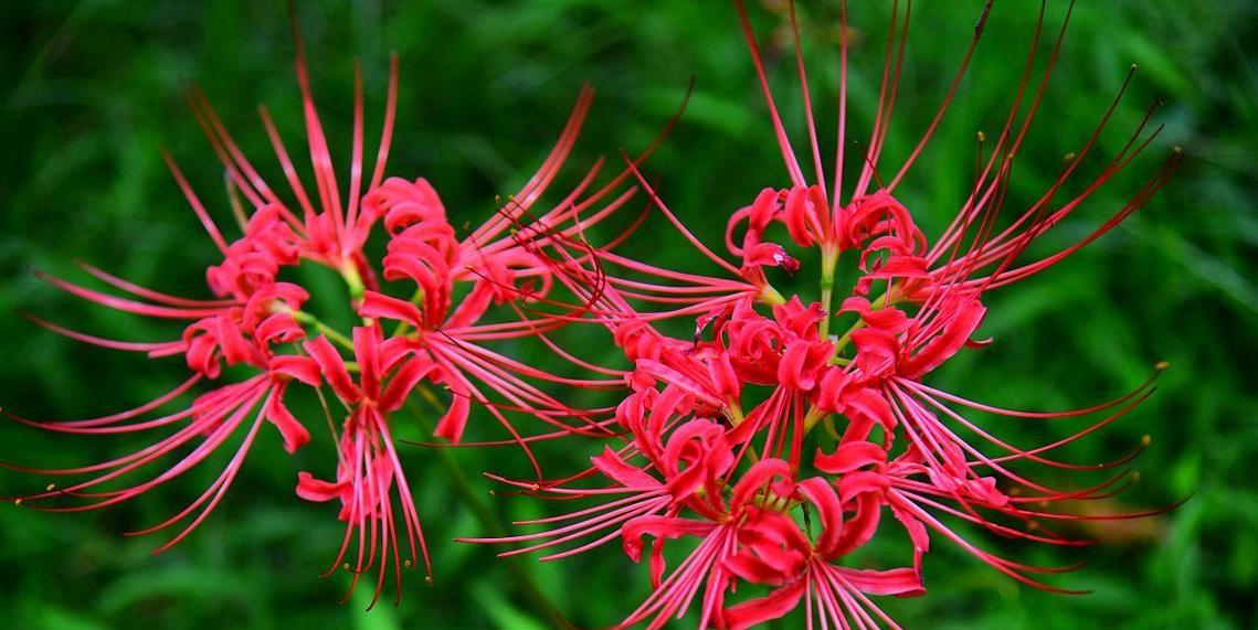 象征照亮老人的花是什么花？这种花的花语和象征意义是什么？