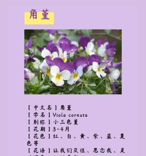 温柔心动花语是什么？如何用花语表达爱意？