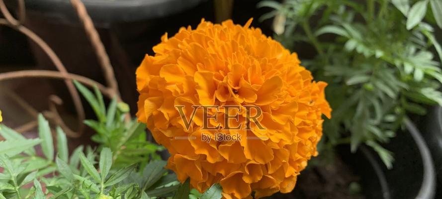 月亮之花代表什么？它的象征意义有哪些？
