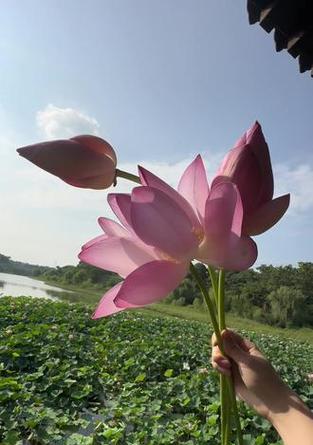 象征青莲纯洁的花是什么花？青莲象征纯洁的花有哪些？