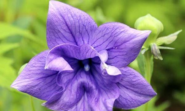 象征青莲纯洁的花是什么花？青莲象征纯洁的花有哪些？