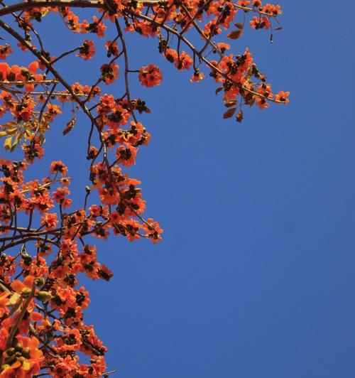 迦南的花语是什么？了解迦南花的象征意义和文化背景？