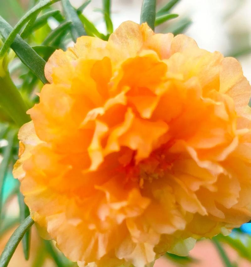象征着回归寓意的花是什么花？这种花的花语有哪些含义？