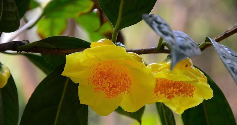 象征皇上的花是什么花？揭秘历代帝王的花卉象征