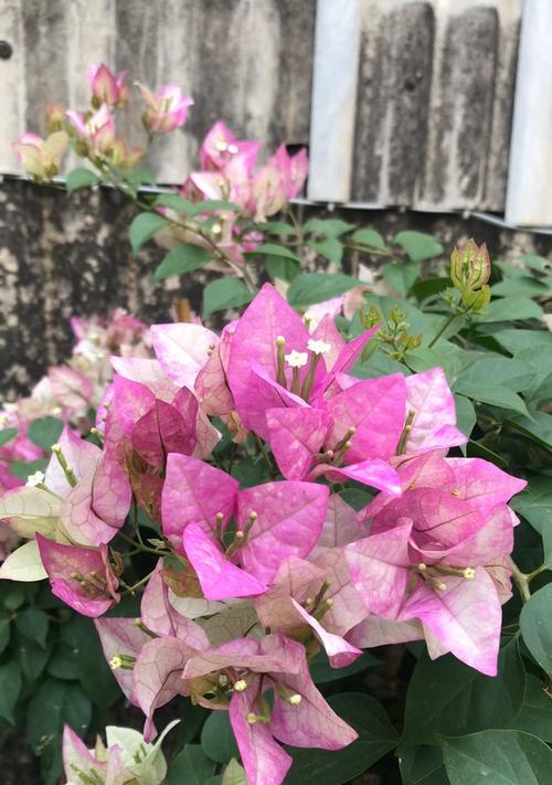 象征皇上的花是什么花？揭秘历代帝王的花卉象征