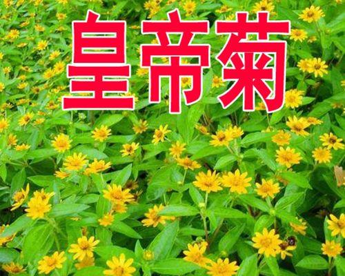 象征皇上的花是什么花？揭秘历代帝王的花卉象征