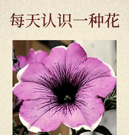 喇叭花象征着什么？它的花语和含义是什么？