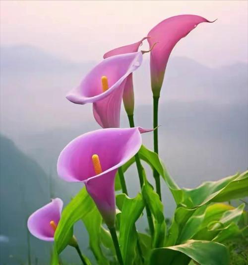 喇叭花象征着什么？它的花语和含义是什么？