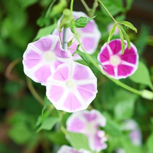 喇叭花象征着什么？它的花语和含义是什么？