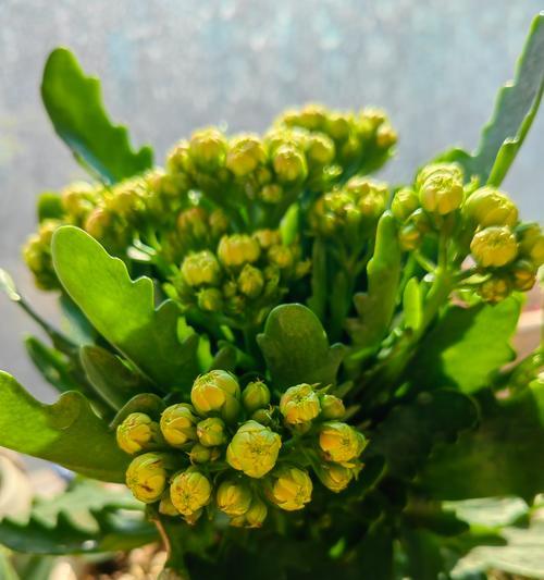 种什么品种的花寓意好呢？如何选择寓意吉祥的花卉？
