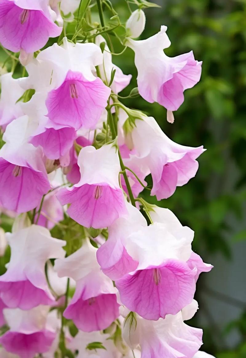 衣草的花语花语是什么？如何正确解读衣草的含义？