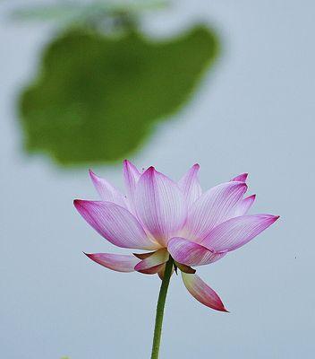 王母观花的寓意和象征是什么？如何理解这一传统符号？