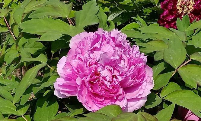 王母观花的寓意和象征是什么？如何理解这一传统符号？