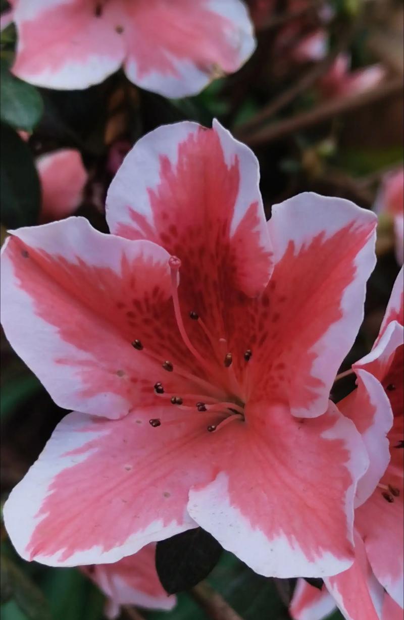 石榴的花语是什么？石榴象征着什么含义？
