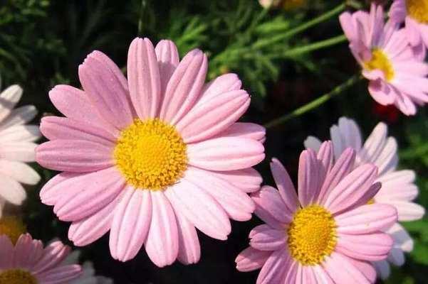 粉色雏菊花语是什么？粉色雏菊代表了哪些含义？