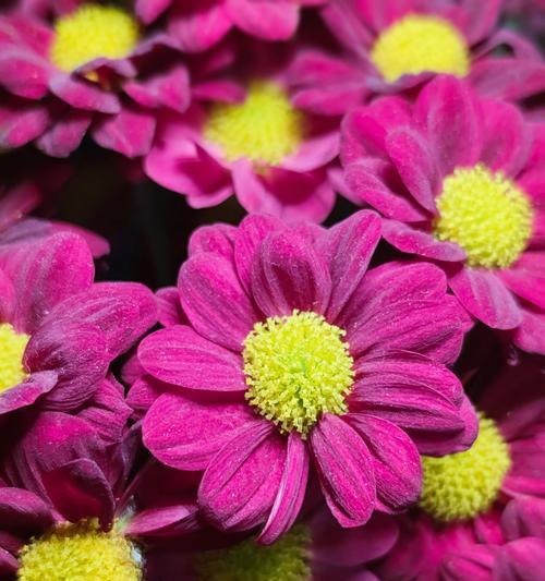 粉色雏菊花语是什么？粉色雏菊代表了哪些含义？