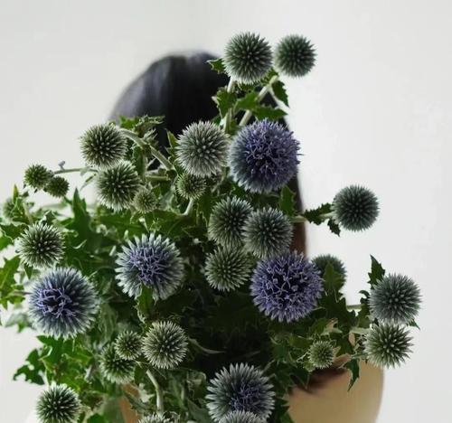 溃烂的花语是什么花？如何理解花的溃烂象征意义？