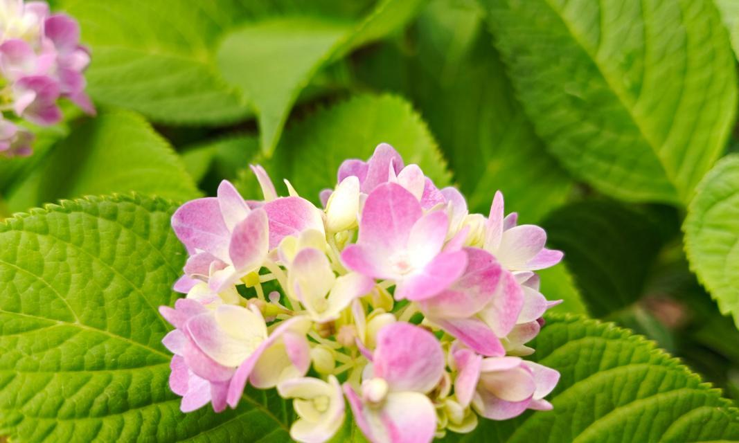 溃烂的花语是什么花？如何理解花的溃烂象征意义？