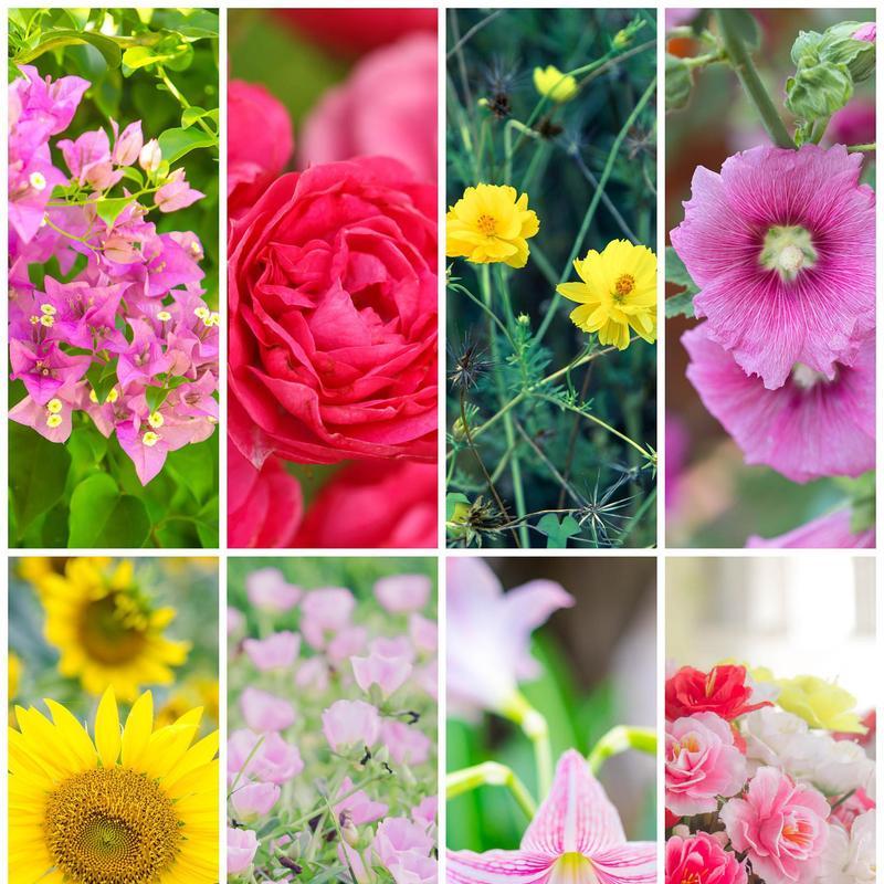 溃烂的花语是什么花？如何理解花的溃烂象征意义？