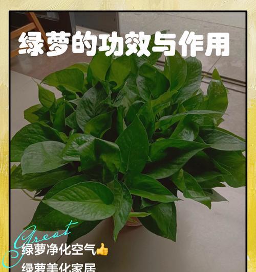 绿萝花语是什么？如何正确解读绿萝的寓意？