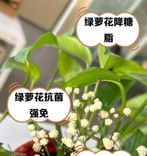 绿萝花语是什么？如何正确解读绿萝的寓意？