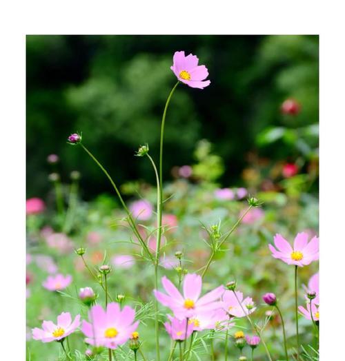 象征亲近的花是什么花？哪种花卉代表着亲密无间？