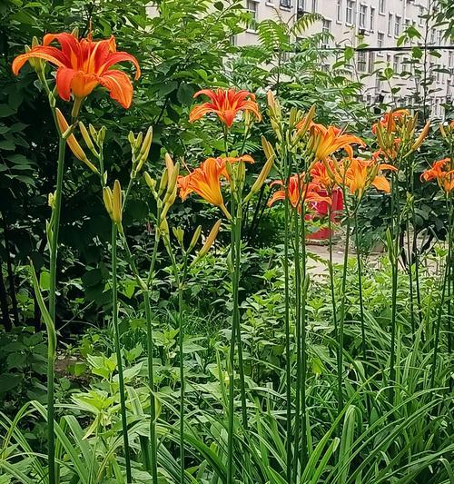 象征亲近的花是什么花？哪种花卉代表着亲密无间？
