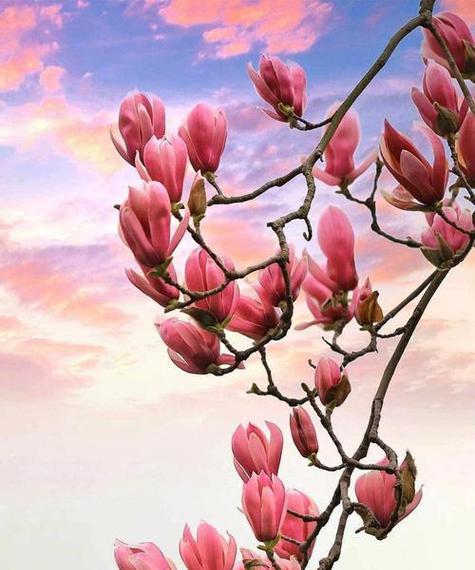 象征亲近的花是什么花？哪种花卉代表着亲密无间？