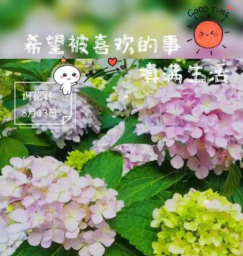 象征着爱情的奢侈品花是什么花？为何被视为爱情的象征？