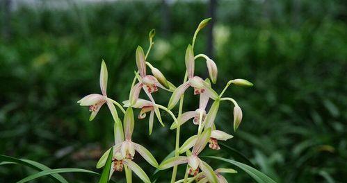 幽谷的芬兰花语是什么？这种花代表了什么含义？