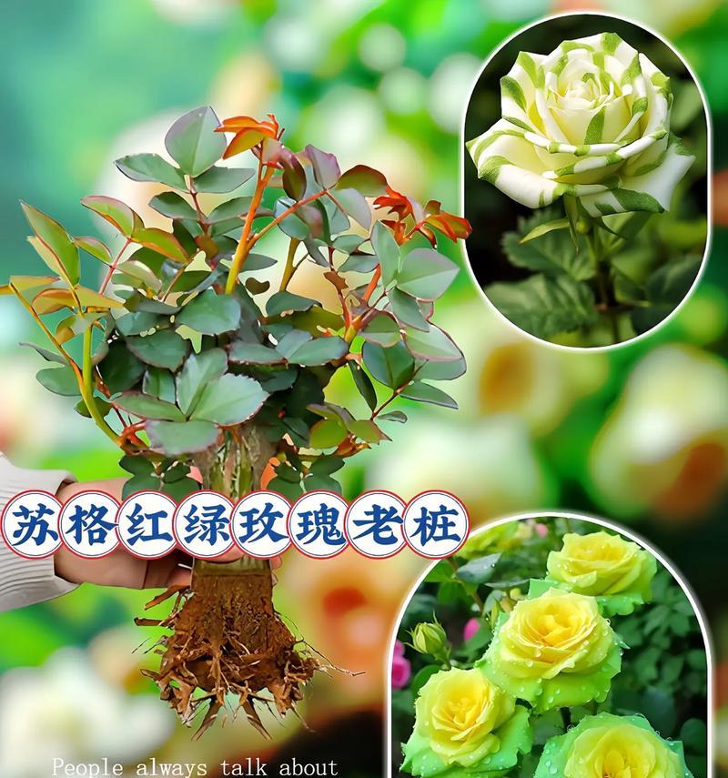 黑绿色玫瑰花代表什么含义？送黑绿色玫瑰花有何特别寓意？