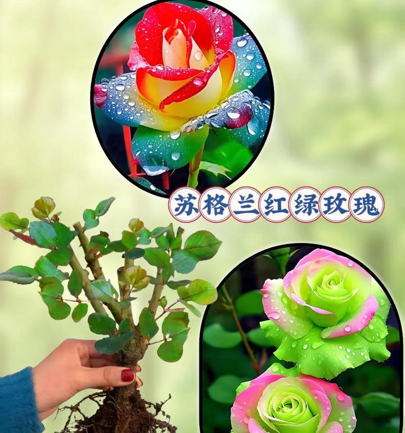 黑绿色玫瑰花代表什么含义？送黑绿色玫瑰花有何特别寓意？