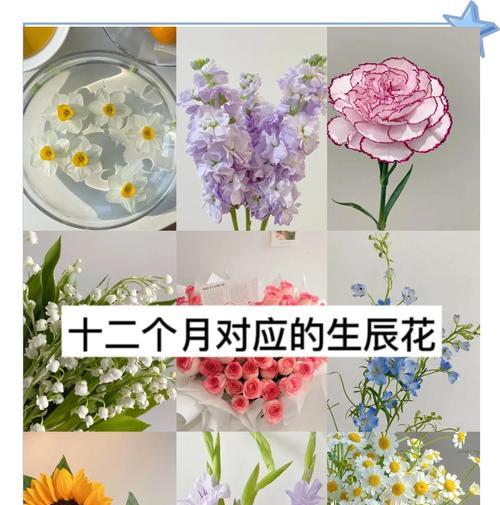 什么花的花语是什么？如何根据花语选择合适的花卉？