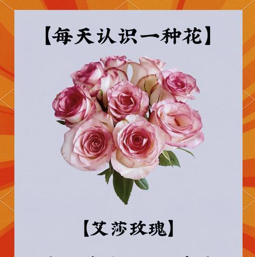 白色玫瑰代表什么含义？花语背后隐藏的秘密是什么？