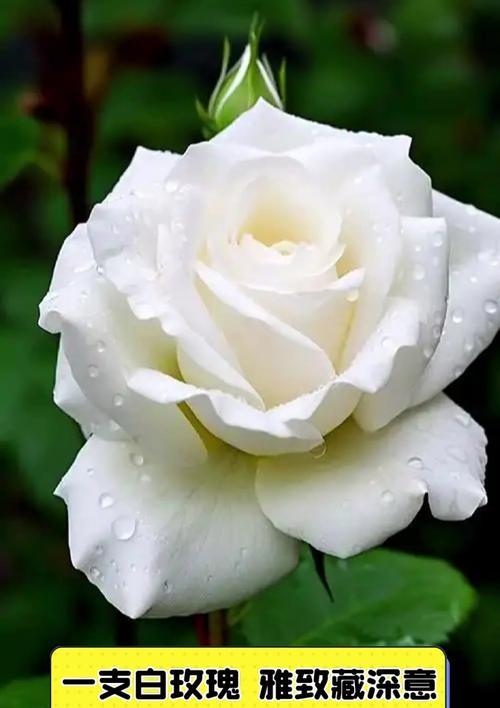 白色玫瑰代表什么含义？花语背后隐藏的秘密是什么？