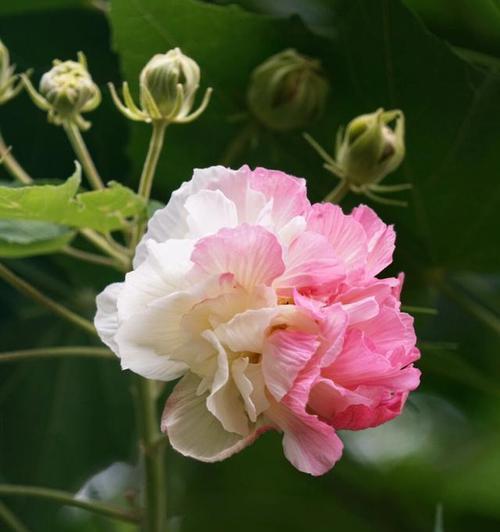 芙蓉花的寓意象征是什么？芙蓉花代表了哪些美好含义？
