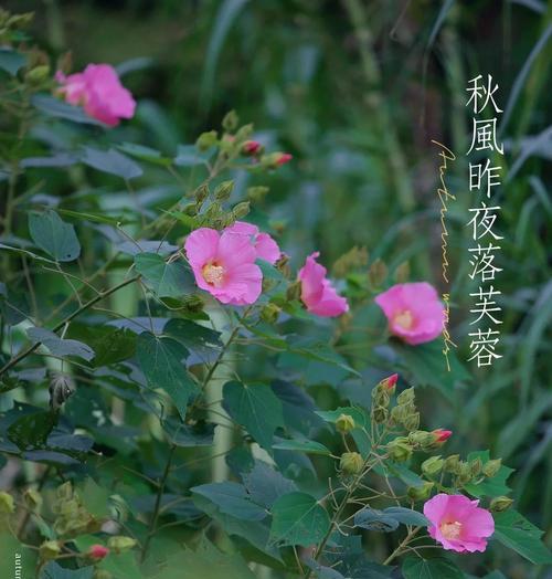 芙蓉花的寓意象征是什么？芙蓉花代表了哪些美好含义？